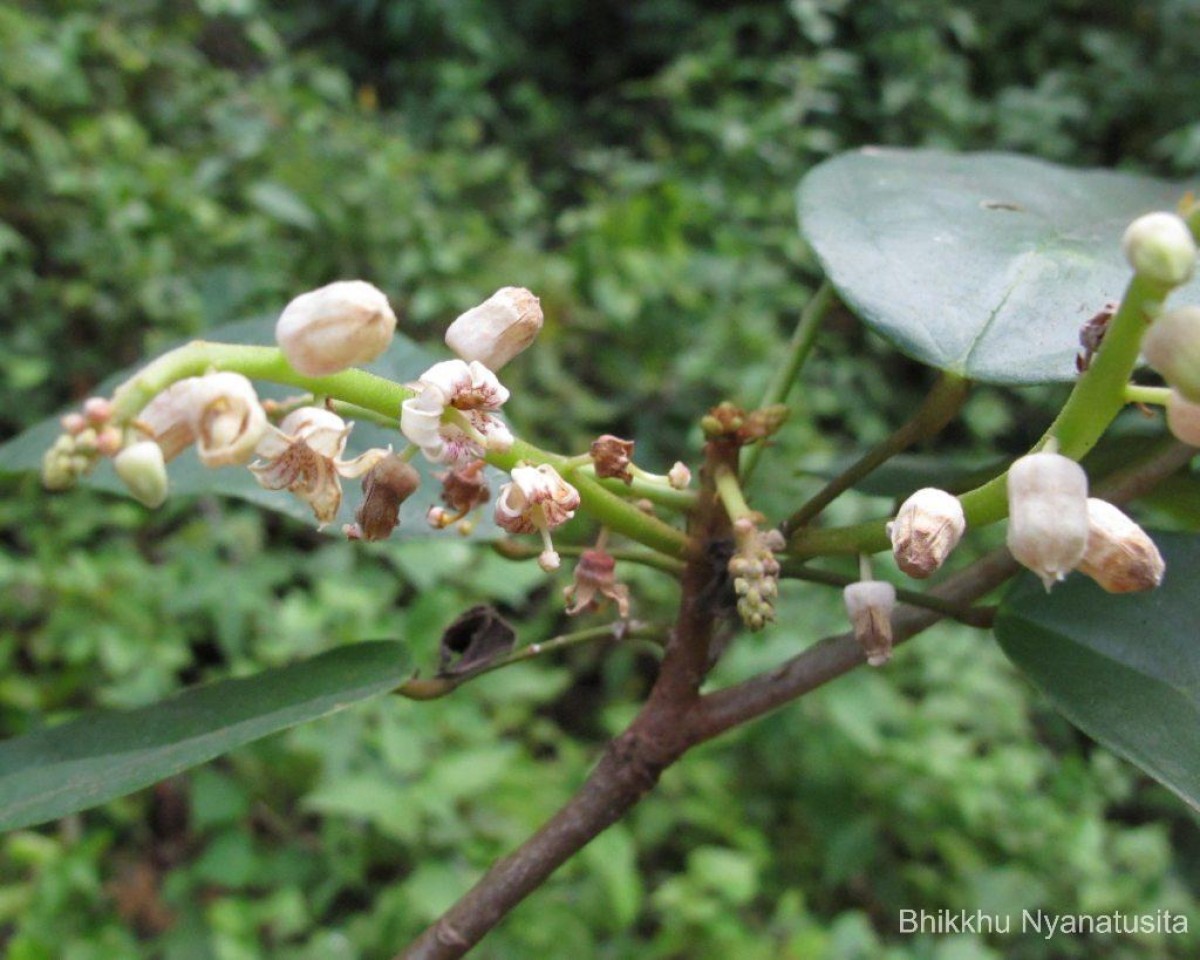 Sterculia zeylanica Kosterm.